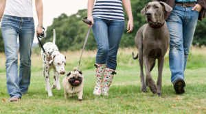 Dogs need daily Walks