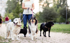 What Credential are required to become a dog walker