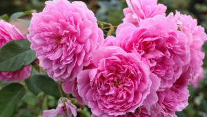 Harlow Carr RHS Garden