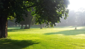 New Forest National Park