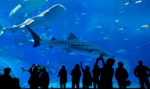 Plymouth National Marine Aquarium