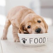 5 Things You Need to Know about Dog Nutrition Today